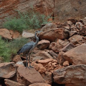 A blue herron at the back of the cove