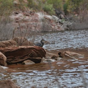 Another blue herron