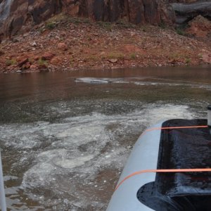 A huge log even floated by