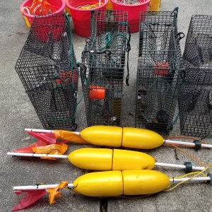 shrimp gear-1