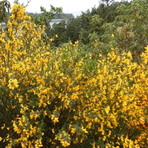 Beautiful foreigner--Scotch broom, an invasive, yet attractive, plant in the Pacific Northwest