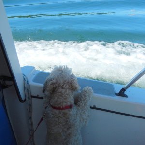 Lindy, our C-Dog, 
enjoying the view from See-Saw crossing Rosario Strait