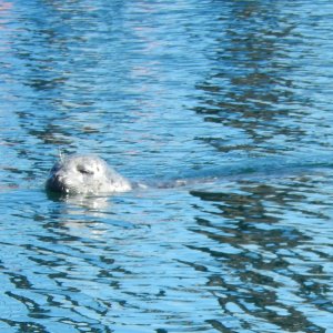 Media 'Popeye, the half-blind seal mascot of Friday Harbor' in album 'Neil in Rose Bud II (right) and Rob in Robbie's Refuge (center,back), 
at dock in Cornet Bay near Anacortes, WA, 
waiting to cross to Friday Harbor in the San Juan Islands'