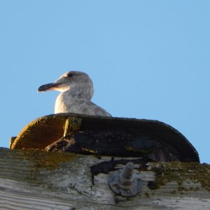 A gull roosting atop the framework for the floating dock
