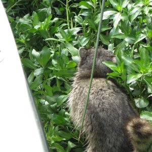 While eating dinner I heard something in the tules. He did not seem to want his picture taken. He turned and ran as soon as I opened the window.