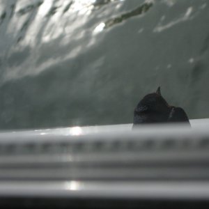 IMG 0141 b