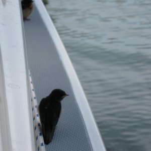 IMG 0143 b