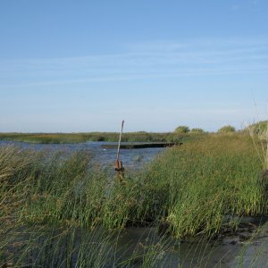 The raised area behind the pole and the piece in the lower right in front of the dry bamboo is peat. It can brake away from the bottom and float up forming a small island. Never seen this in more than about 10ft of water.