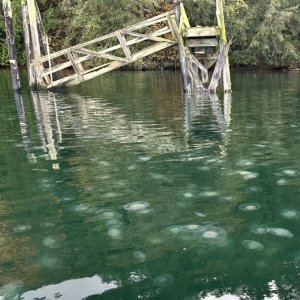 Sequim Bay South and West