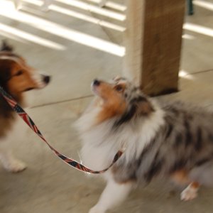C-Brat Dogs