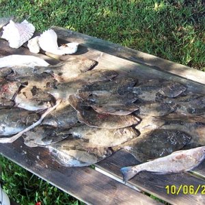 Flounder