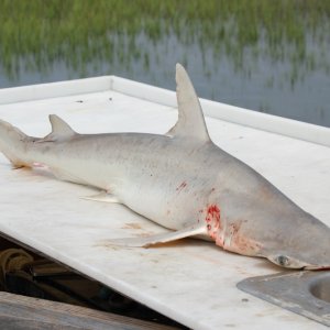 Media 'Bonnethead Shark' in album 'Flounder'