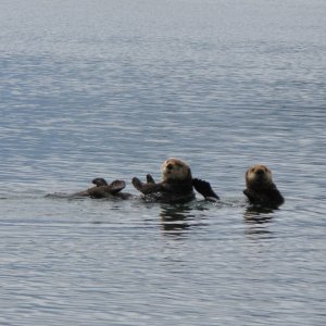 Otters in Sheep Bay