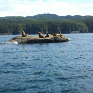 Media 'Sea Lions on the rocks' in album 'Neah Bay - Best King I\'ve caught for a long time'
