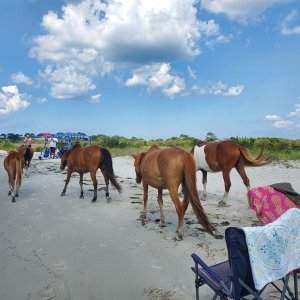 Media 'Assateague  Island heard of horses' in album 'cruising on plane in the St. Lawerence'