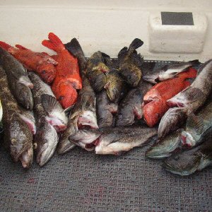 Limits of lings