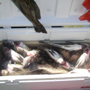 Do you like fish?  I do.
