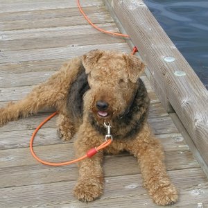 Winston hanging out on the dock