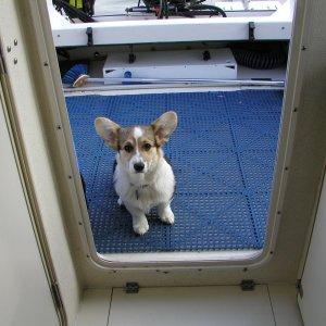 (C-Puffin) Our newest crew member
