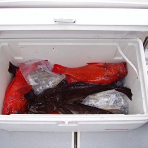 Nice mess of lings and vermillion