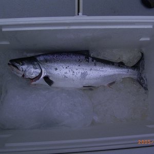 Chinook Salmon