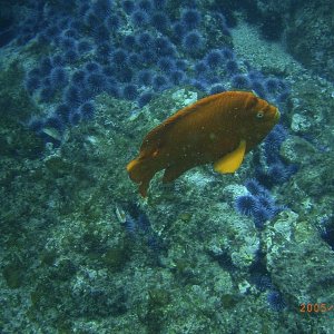(Fishtales) Garibaldi with urchins in background