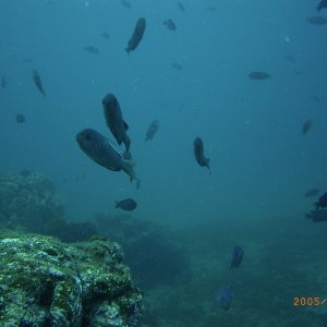 (Fishtales) Fish