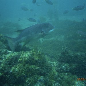 (Fishtales) Fish
