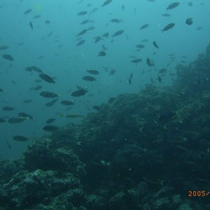 (Fishtales) And more fish