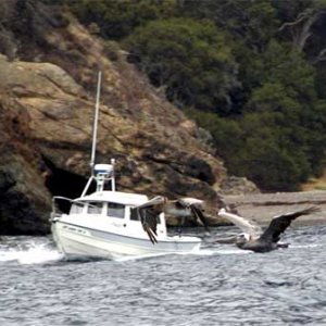 Fishtales exiting Ladies Harbor, Santa Cruz Island in company of a pair of pelicans. Photo by Mike Brodey aka Sealife