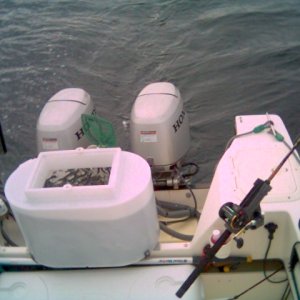 Bait tank full of anchovies with a few sardines in the mix