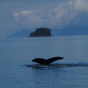 Humpbacks in the area of Frederick sound and Stephans Passage
