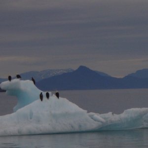 Media 'How many eagles can fit on an iceberg' in album 'Humpbacks'