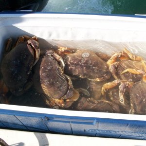 1st  time crabs 11-15-2009