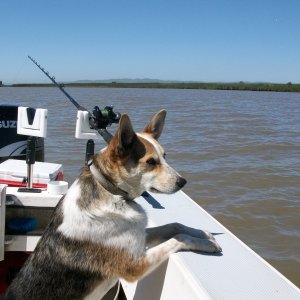 Lily the faithful deck hand