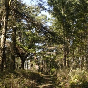 Paved sidewalk leading from the USCG landing in Active Cove to the Lighthouse on Alden Point. Covered with branches and debris from the winter months.