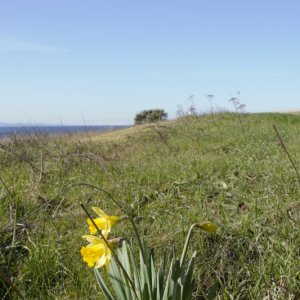 A blooming daffodil approaching the lighthouse