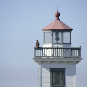 Young eagle perched on the light house railing