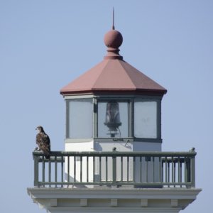 Eagle on the light house