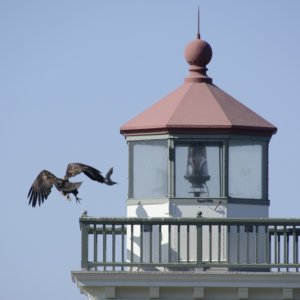 Eagle flying away