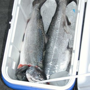 (Primative) 
Trophy fish in the cooler,
beer in us!