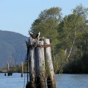 (Primative) 
osprey