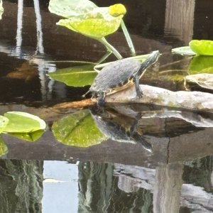 Neighbor