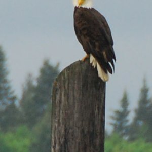 Media 'Eagle' in album 'Caiprianha'