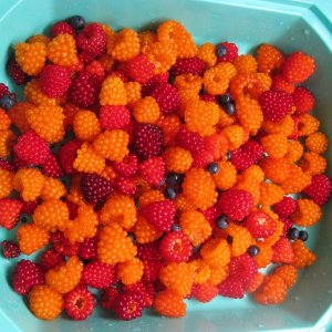 Salmon Berries
