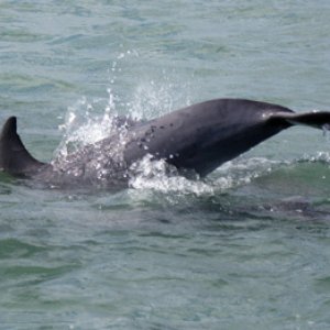 Dolphin1