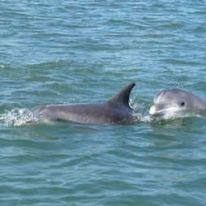 Media 'Dolphin2' in album 'South Padre Island (highrise in the mist)'