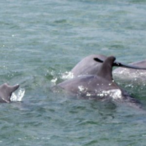 Dolphin3