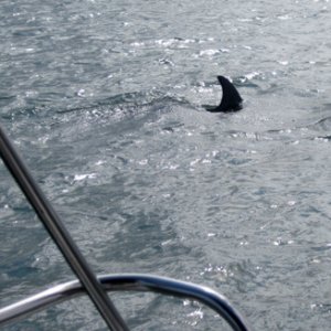 Dolphin4