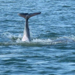 Dolphin5